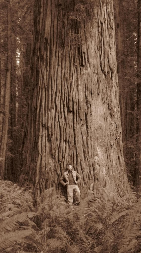 big tree